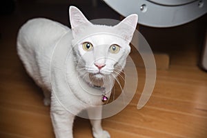 White Siamese cat looking at camera