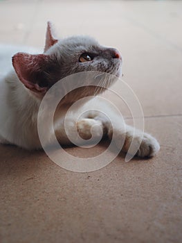 A white siamese cat were looked up for attracted things