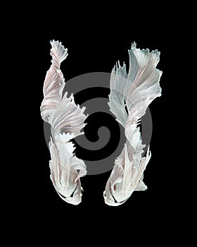 White siamese fighting fish