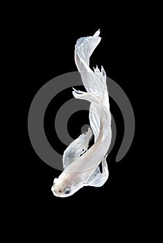 White siamese fighting fish, betta fish isolated on black backgr