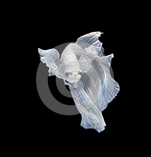 White siamese fighting fish, betta fish isolated on black backgr