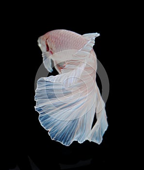 White siamese fighting fish, betta fish isolated on black background.