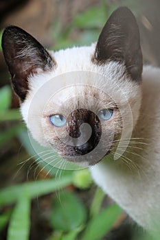 A white siamese kitten, with blue eyes photo