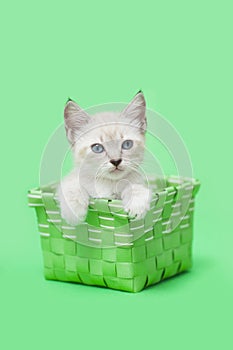 White Siamese Kitten in a green basket, green background