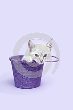 White Kitten inside a purple bucket