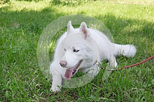 White siberian husky with blue eyes is lying on a green grass in the park. Pet animals