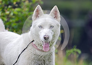 White Siberian Husky dog