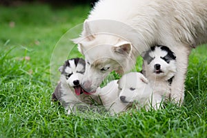 white siberian husky dog with her puppies