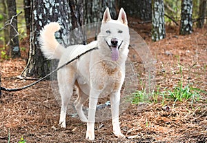 White Siberian Husky dog with one blue eye wagging tail outside on leash
