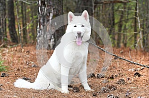 White Siberian Husky puppy dog with one blue eye outside on leash