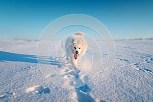 White siberian samoyed dog walking on snowy field