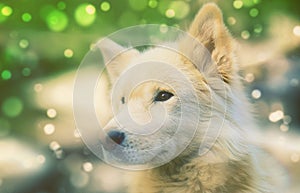 White siberian samoyed husky dog with heterochromia eyes