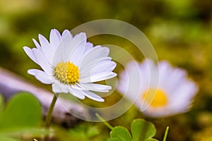 White Sicilian wildflowers