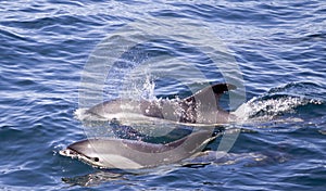 White sided Dolphins photo