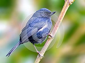 White sided flowerpiercer perched on a tree