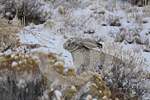 white-sided jackrabbit (Lepus callotis) in the snow,  New Mexico