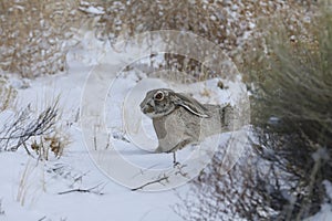 white-sided jackrabbit (Lepus callotis) in the snow,  New Mexico