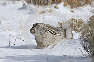 white-sided jackrabbit (Lepus callotis) in the snow,  New Mexico