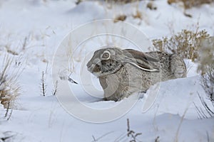 white-sided jackrabbit (Lepus callotis) in the snow,  New Mexico