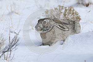 white-sided jackrabbit (Lepus callotis) in the snow,  New Mexico