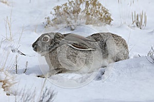 white-sided jackrabbit (Lepus callotis) in the snow,  New Mexico