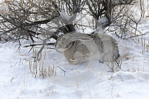 white-sided jackrabbit (Lepus callotis) in the snow,  New Mexico