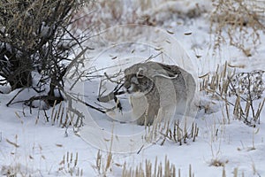 white-sided jackrabbit (Lepus callotis) in the snow,  New Mexico