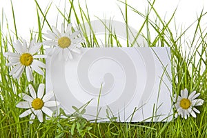 White Sign Amongst Grass and Daisy Flowers