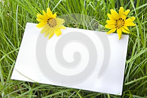 White Sign Amongst Grass and Daisy Flowers