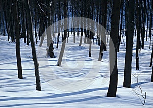 White silence in the woods