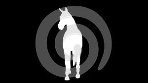 White silhouette of a walking horse. Alpha channel. 4K.