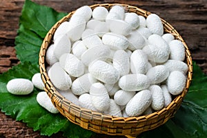 White silk cocoon