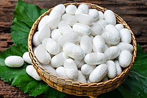 White silk cocoon photo