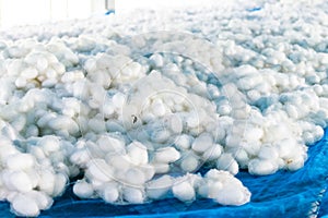 White silk cocoon