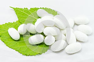 White silk cocoon