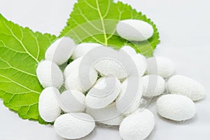 White silk cocoon