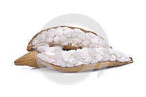 White silk cottonBombax ceiba isolated on white