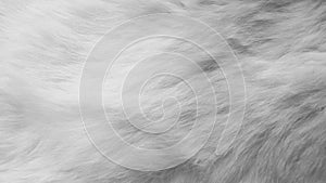 White silk feathers background. Wool, white rabbit skin