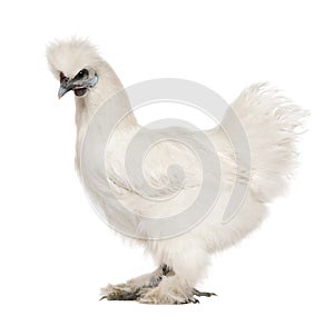 White Silkie, 6 months old, standing