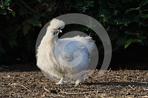 A white Silkie bantam hen with blue earlobes, running free