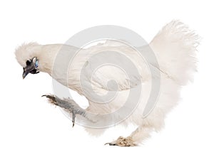 White Silkie chicken, 6 months old, standing