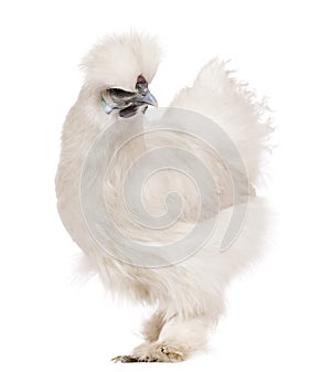 White Silkie chicken, 6 months old, standing