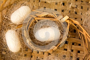 White silkworm in cocoon stage on weave craft