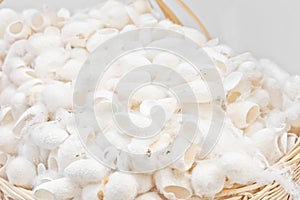 White silkworm cocoons