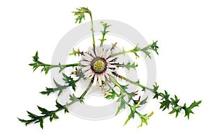 White silver flower and leaves Carlina acaulis of  stemless carline thistle, dwarf carline thistle, silver thistle  on white