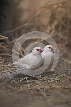 White and Silver saprrow finches bird perching on branch