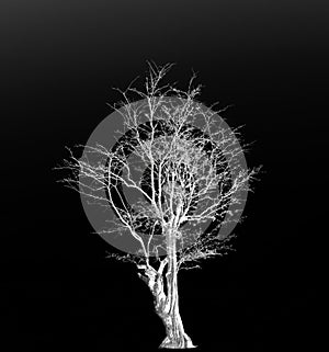 White silver tree silhouette with black background.