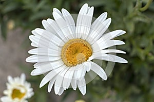 White simple marguerite on blurred bokeh green background