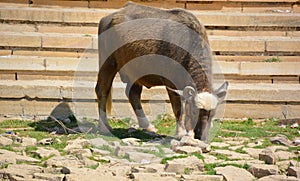 White Sindhi, Gray Sindhi and Thari cow.