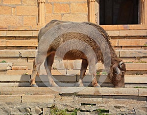 White Sindhi, Gray Sindhi and Thari cow.